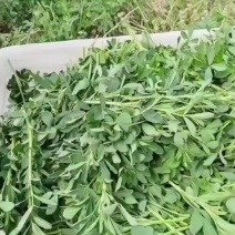 速冻脱水干苜蓿做馅做菜用包子菜团子做馅批发价