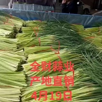 蒜薹，平邑蒜薹，全财蒜业直销，临沂蒜苔。