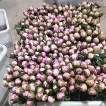 山东菏泽重瓣芍药鲜切花26年3月现货供应