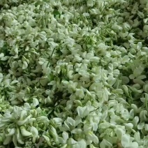 大山上的槐花香甜可口无污染纯绿色食品