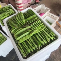 大量一点红油豆