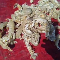 皮皮虾长期大量有货