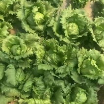 济南市商河县生菜球蔬菜种植基地