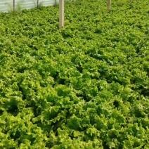 各种蔬菜啥也有