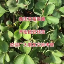 草莓苗电商苗