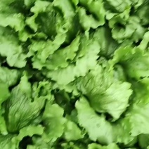 山东球生菜