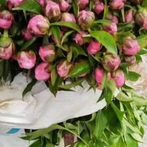 山东省菏泽市牡丹区大田芍药鲜切花开始采摘。