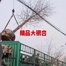 精品大银杏