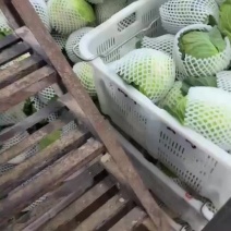 精品包菜