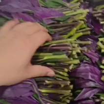 紫背菜