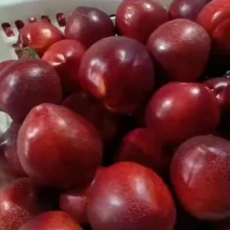 精品中油4号油桃大量上市，货源充足！