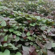 西瓜红红薯苗