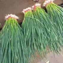 甘肃精品一点红蒜苗上市需要的留言。
