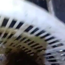 北海市产基围虾批发