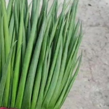 四季小葱，万亩基地，全国代收代卖，对接批发，商超