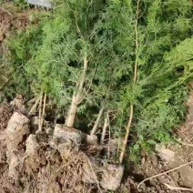 侧柏
