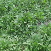 甘肃敦煌月牙泉镇合水村二组。我有4亩㇏蒲公英加根出售
