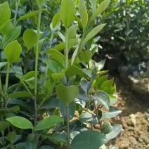 茶梅大杯