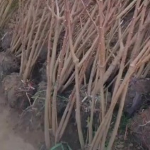 基地大量出售冠幅50-180厘米结香，规格齐全，货源充足