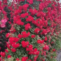 藤本月季花瓶花球网片造型月季之乡河南南阳产地直销