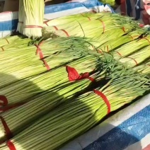 红帽蒜苔