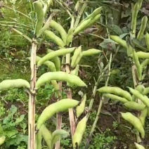 大白胡豆