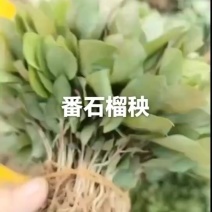 番石榴小苗