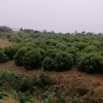 江西自家苗，杨梅树低价出售！！！可视频看货，欢迎选购