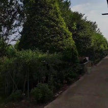 精品红豆杉低价出售