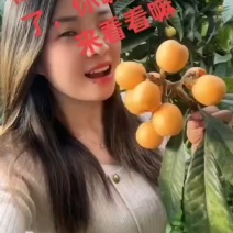 云南大五星枇杷大量供应，质优价廉量大从优欢迎老板来电咨询