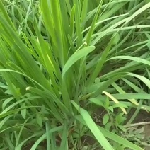 精品韭菜大量上市叶面绿厚味道浓厚