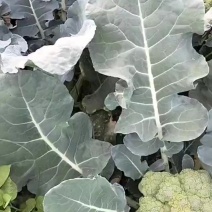 精品西兰花大量上市小米粒