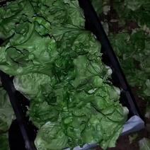 精品意大利生菜，价格低，质量好，