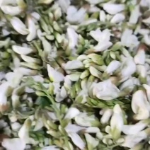 大量出售洋槐花保质量