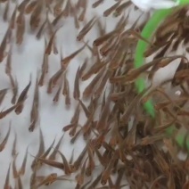 小草鱼苗