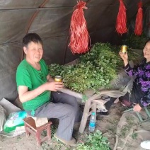 红薯苗