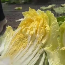黄心白菜出口商超