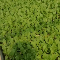 白菜