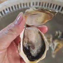 潮州蚝一元地摊生蚝批发半壳加工