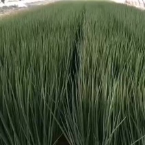 《实力》东北小香葱四季小葱，物美价廉欢迎朋友前来洽谈选购