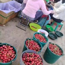 陕西萨米脱樱桃大量上市基地直发保质保量现摘现发一条龙服务