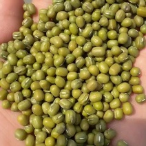绿豆现货批发（进口，东北）亮绿豆，皮薄易烂