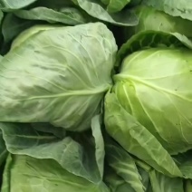 圆包菜好花白大量上市无虫眼质量保证需要的联系
