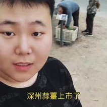 深州蒜薹上市，农户直收，当面议价，0.5-0.6