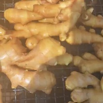 河北行唐大黄姜产地直发