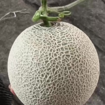 精品网文