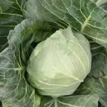 甘蓝包菜产地直供，加工厂，走市场全国发货，各种包装一条龙