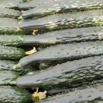 我们这里黄瓜大量上市需要联系