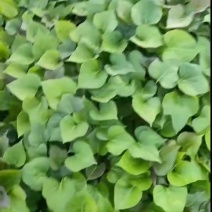 红瑶(榴莲蜜薯)苗