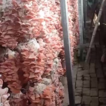 粉木耳贵妃儿自产自销实际合作纯粉色的纯粉色的